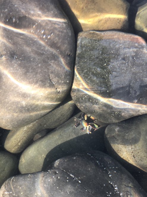 Черноморский краб в лучах солнца - Марина Афанасьева