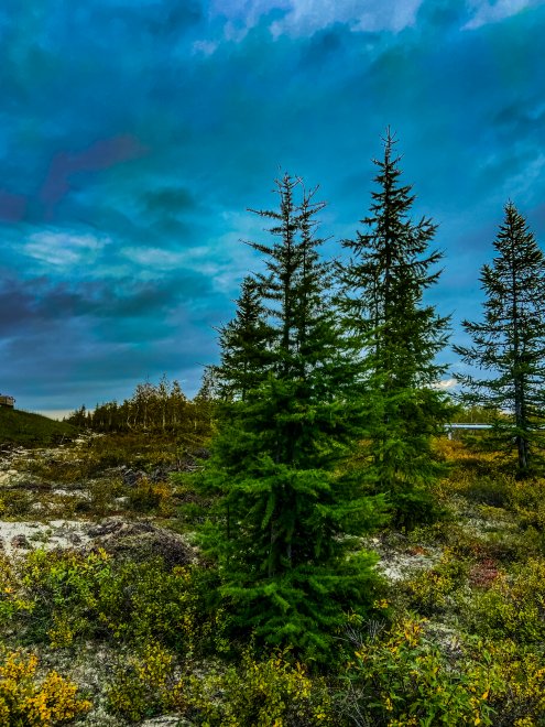 Природа Ямала - Григорий Филин (1/8)