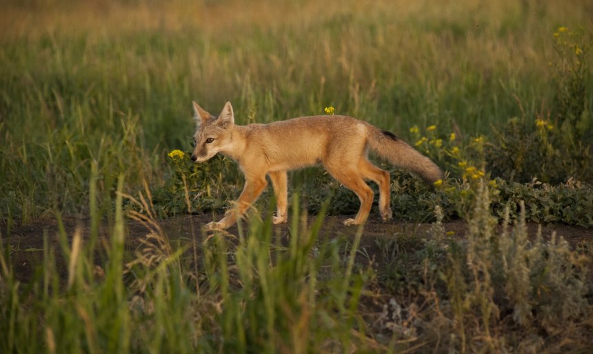 Корсачонок на охоте - Владимир Летунов