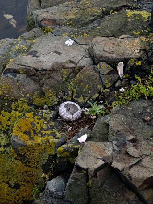 Суккуленты - Юлия