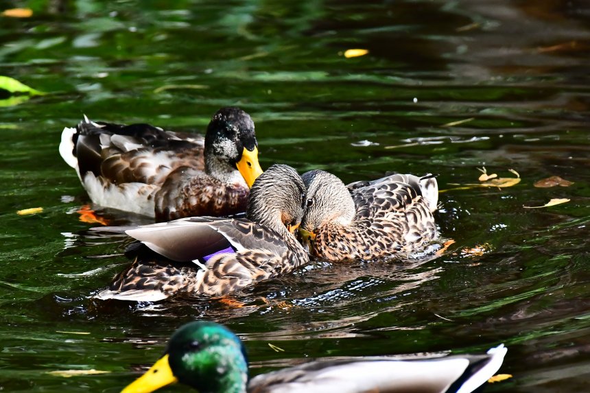 Дуэль на клювах - алексей