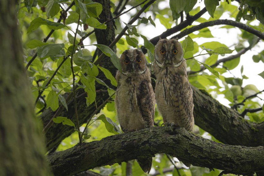 Ку-Ку! - Илья Горшенков