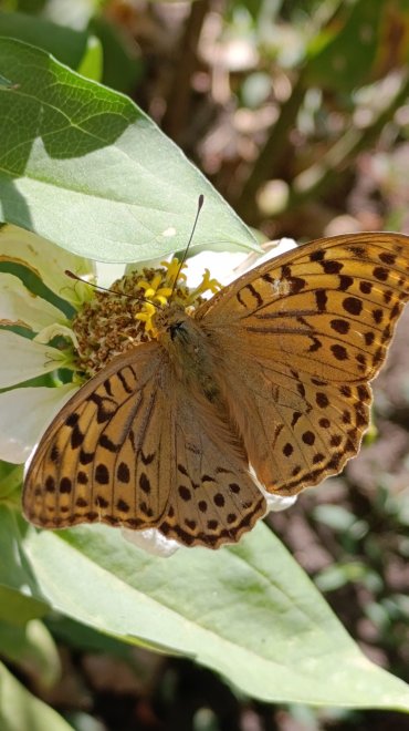 Перламутровка большая лесная (Argynnis paphia) - borschevaElen9861@yandex.ru Борщева