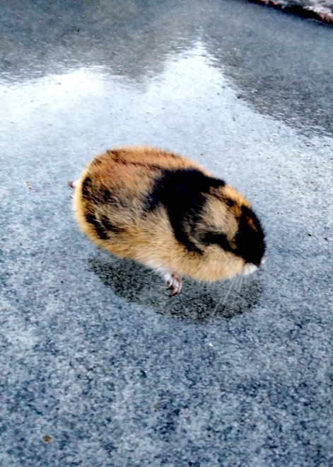 Лемминг - Эмилия