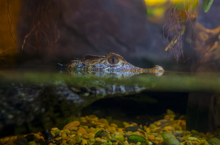 Гребневый крокодил. - Сергей Лисицын