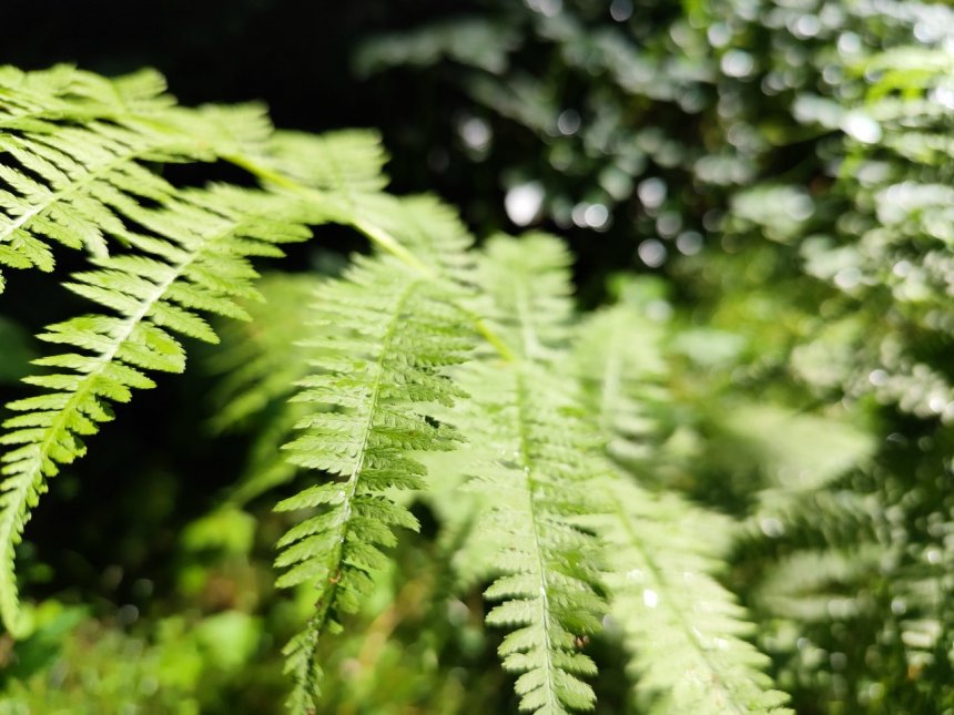 Сон папоротника - Ирина