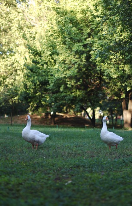 Два гуся на прогулке -  