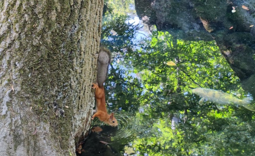 Жажда белочки -  