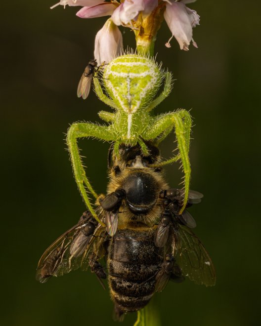 Халявщики -  