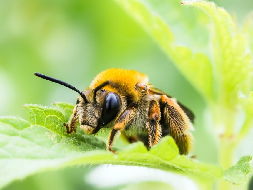 Жгучие союзницы -  