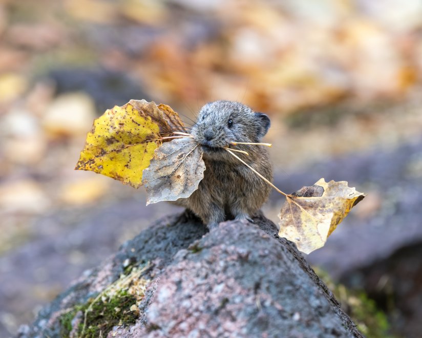 Запасливая Пищуха - Екатерина Дубровская
