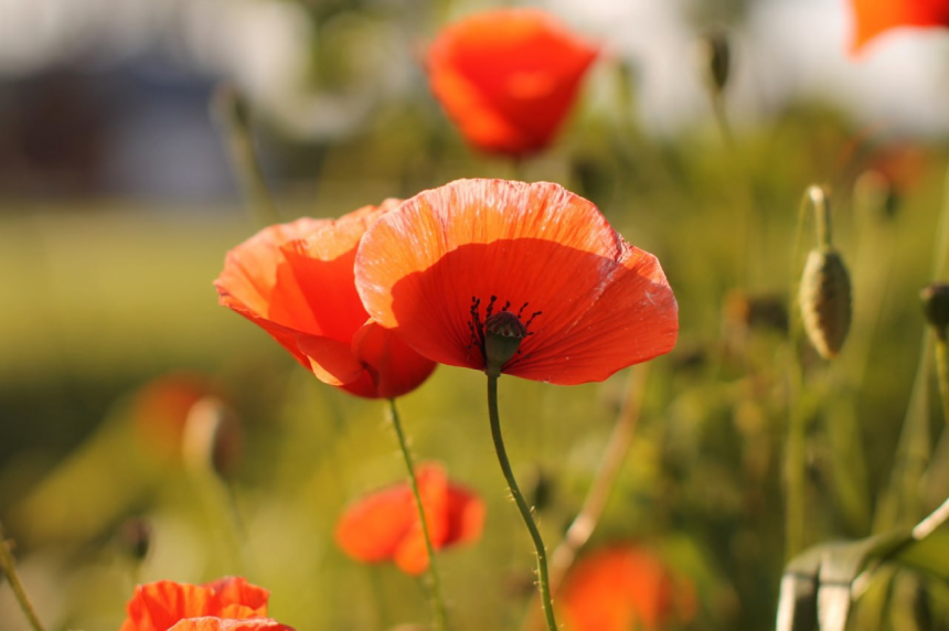 Лето в красном -  