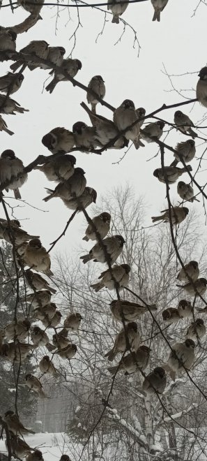 Воробушки - Марина