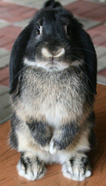 Лучик счастья Пуншик) - Юлия