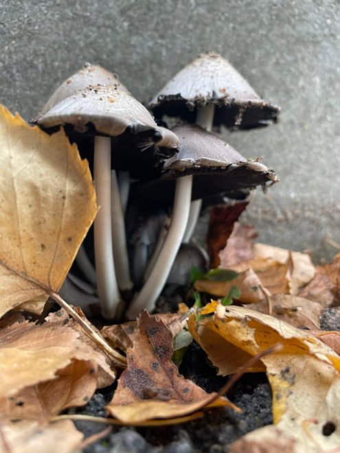 Грибная семья - Стефания