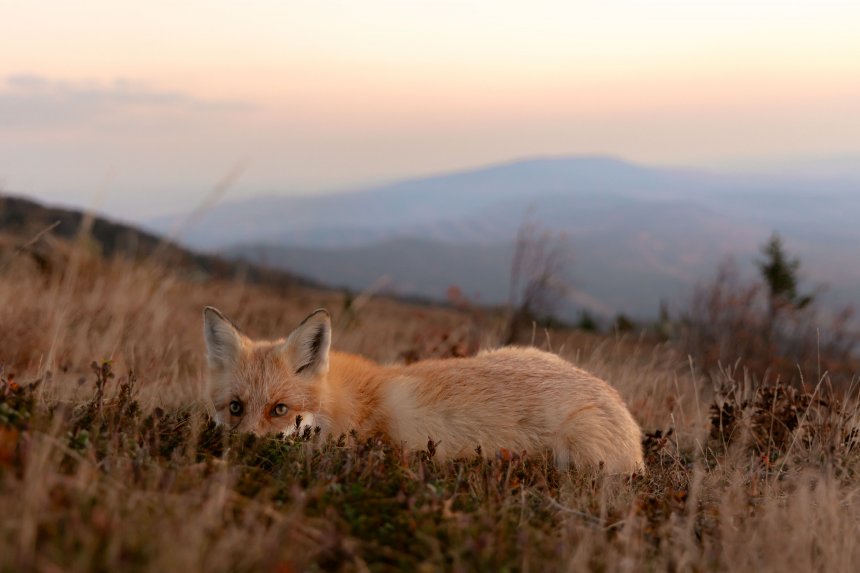 Встреча рассвет на Дальнем Таганае с лисой - Мария
