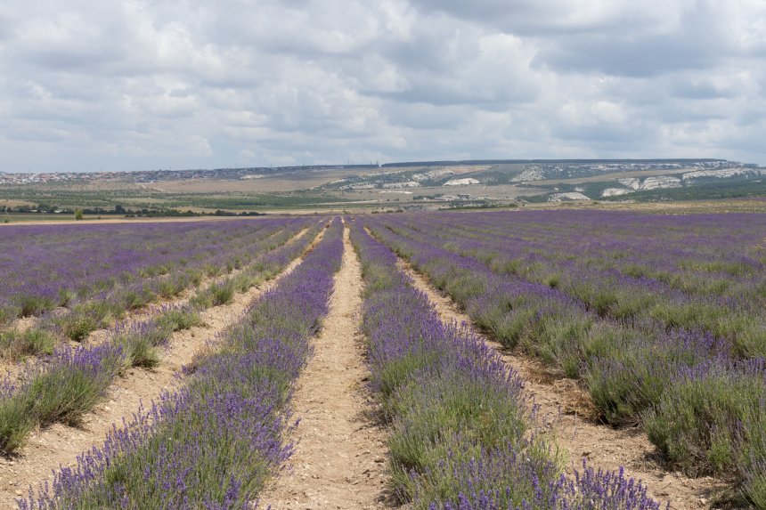 Крымские лавандовые поля - Альфия Хабирова