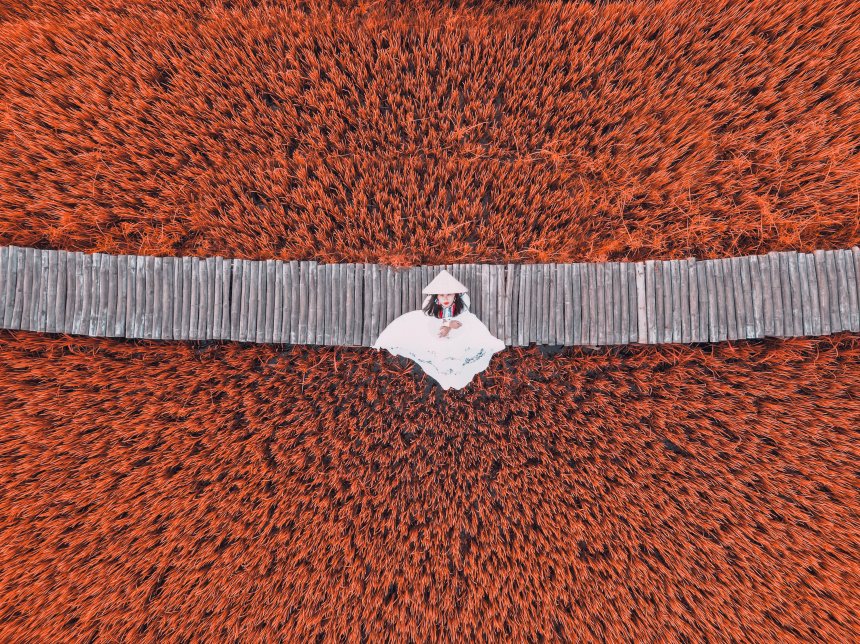 Сезон сбора риса во Вьетнаме - Alex Panishev