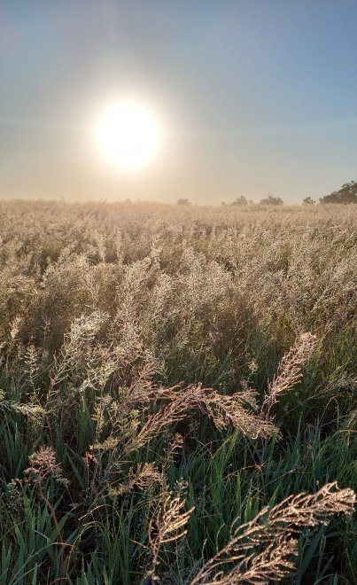 Роса - Наталья
