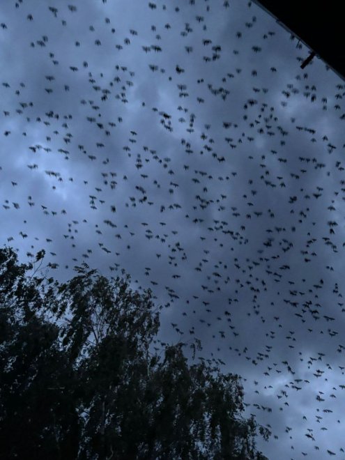 Снова птицы в стаи собираются - Тюрина Людмила Рафаиловна