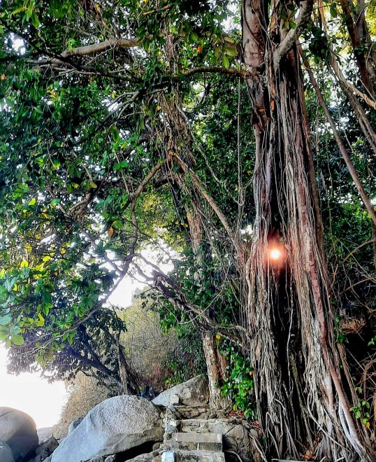 Баньян и солнце -  