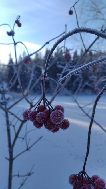 Зимняя вишня. Winter cherry. - Людмила