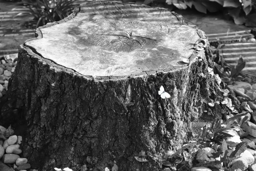 Мимолетность -  