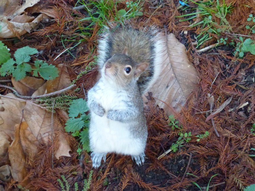 Бельчонок /Squirrel - Ольга