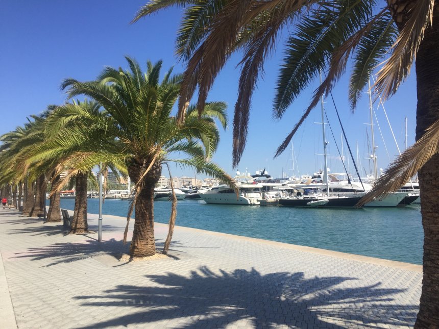 Яркая Пальма -   (1/8)