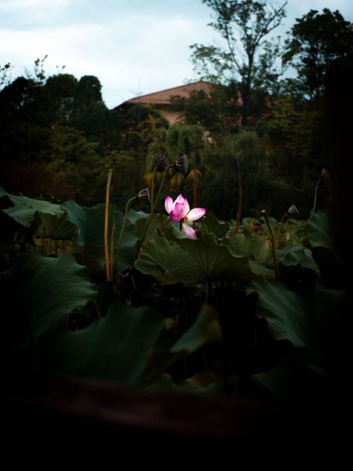 Величественный лотос -  