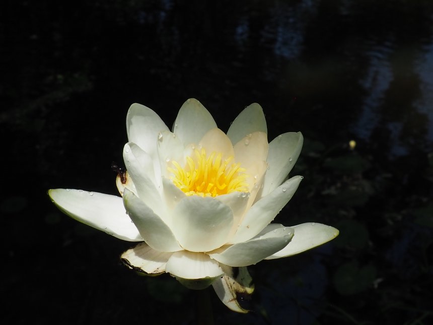 Совершенная чистота и красота! - Татьяна