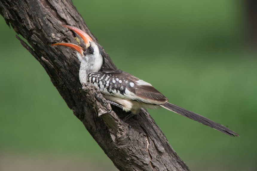 смертельная карусель гусеницы -  