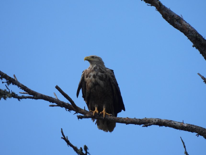 Взрослый орлан-белохвост -  