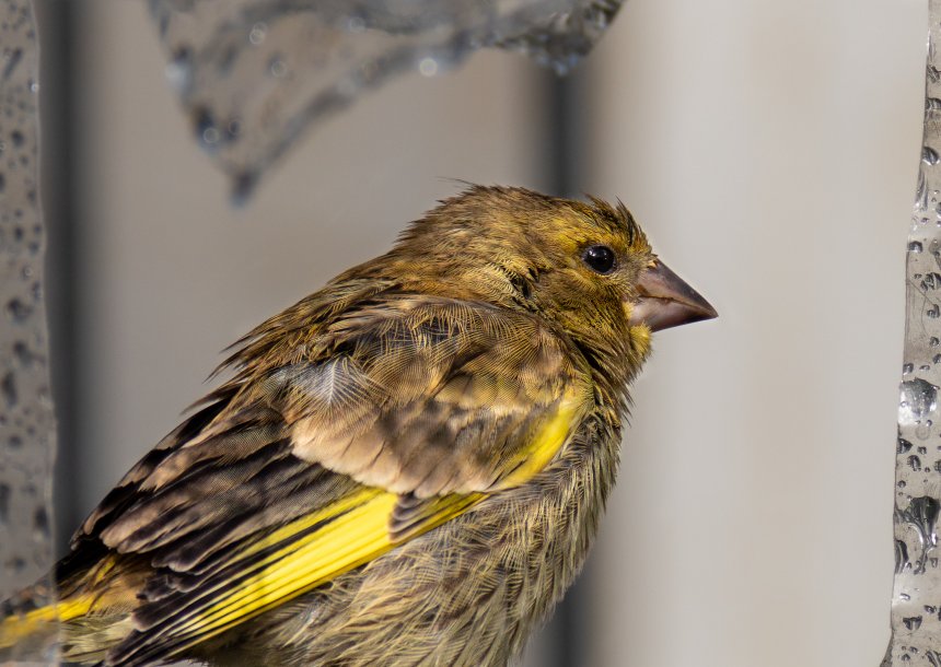 Зеленушка -  