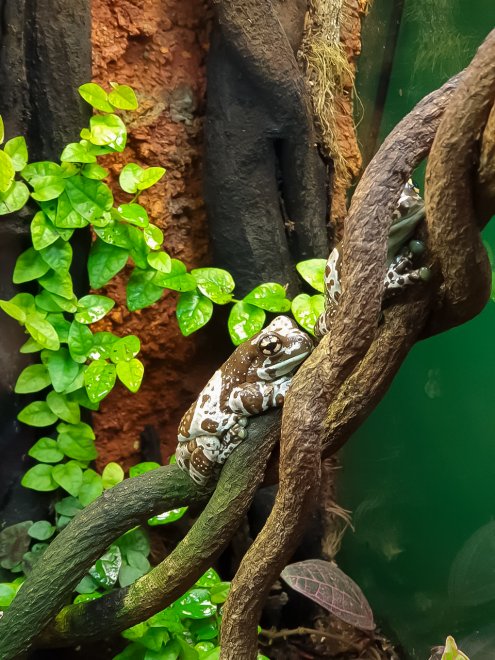 Мир земноводных - Анна