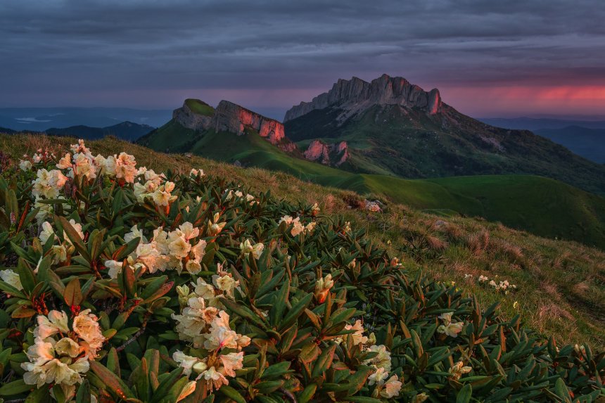 Рододендроны Большого Тхача - Александр Хорошилов