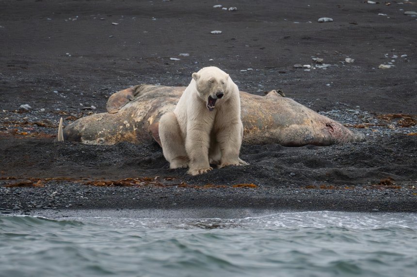 Белый призрак Арктики -  