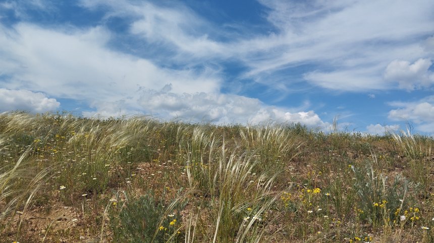 Степи Донбасса -  