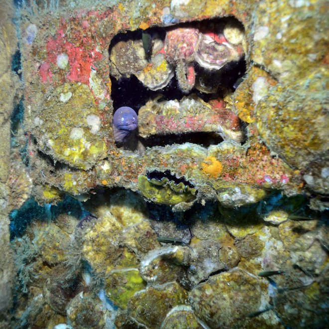 Подводный стендап - Ekaterina Kerusova