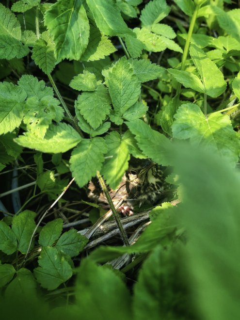 Не подсматривай - Анна