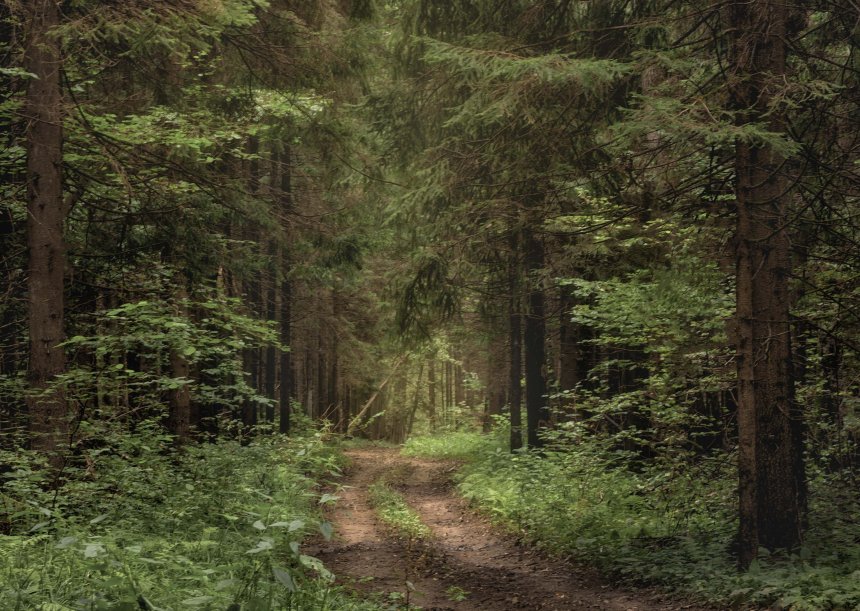 поход по  лесной  тропинки - никита