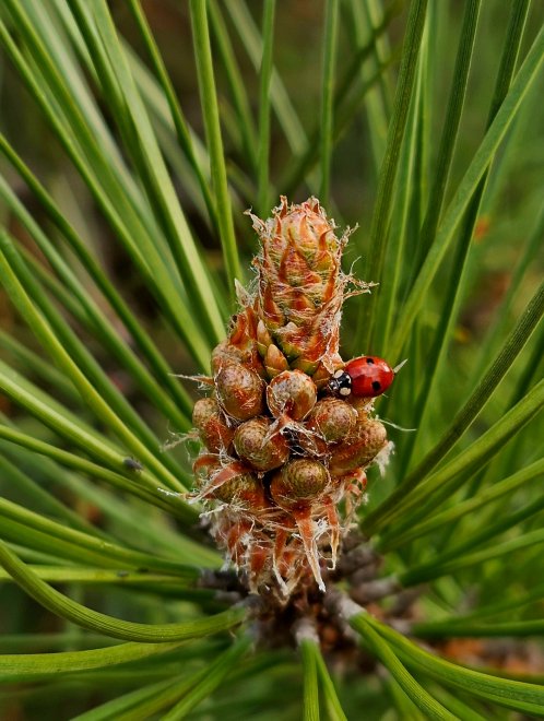 Божья коровка - Любовь