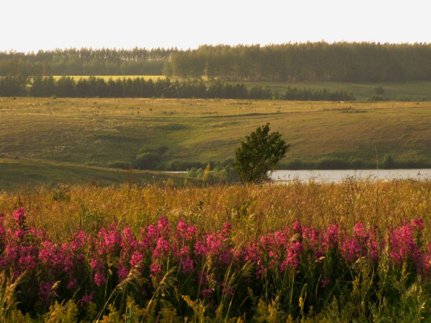 Когда цветет иван-чай... -  