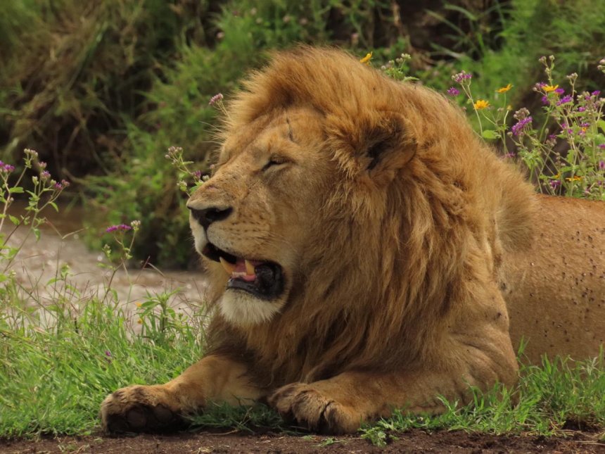 Лев - Александр Уваров