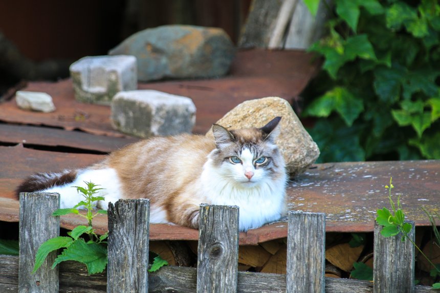 Холуйская кошка -  