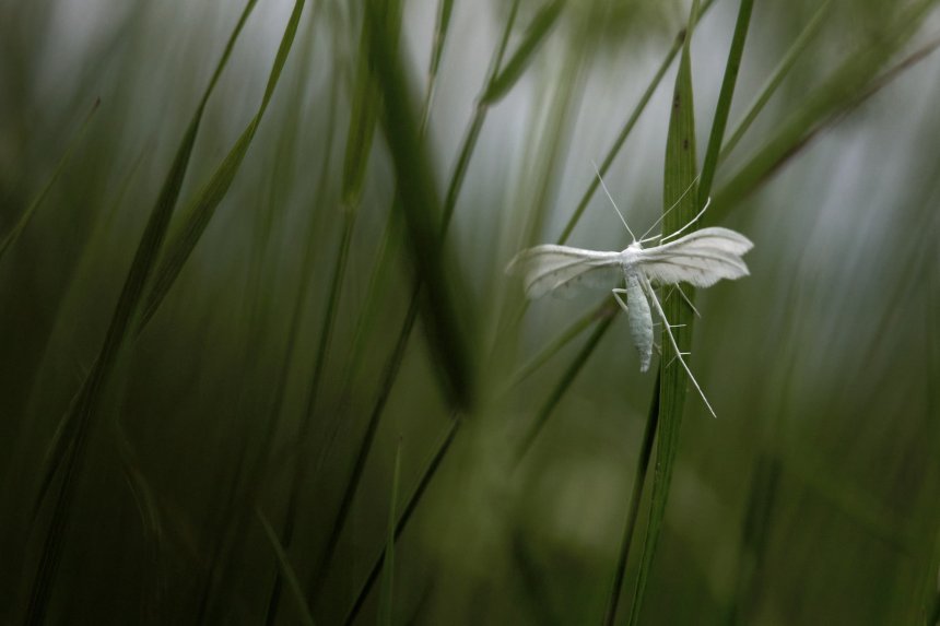 Призрак в траве - Елена