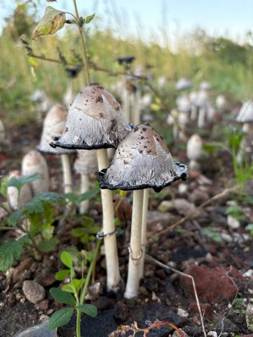 Подружки на одной ножке - Алёна Смирнова