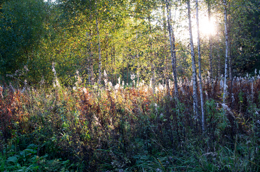 Осенний Иван чай -  