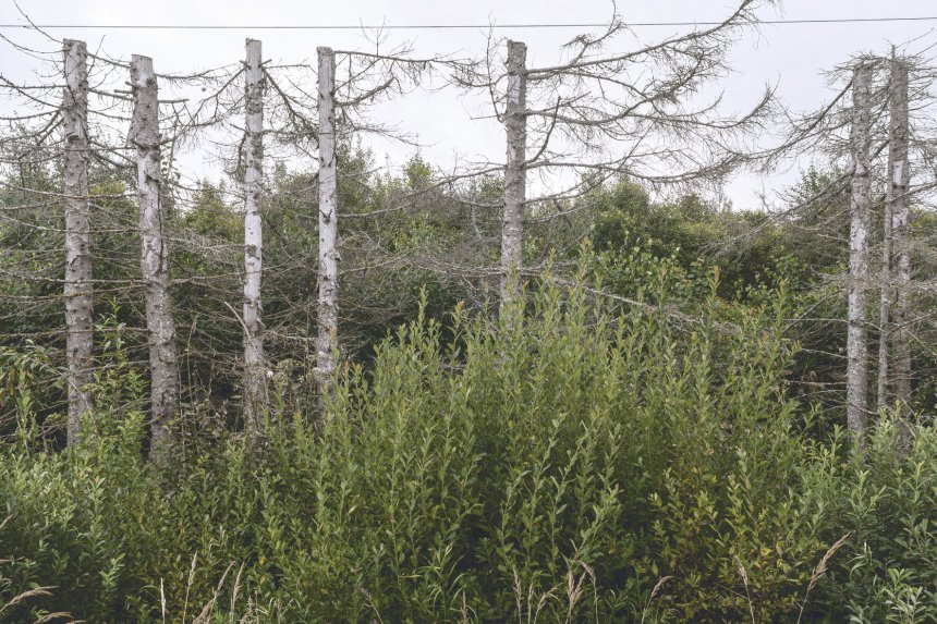 Тонкая линия - ОЛЬГА