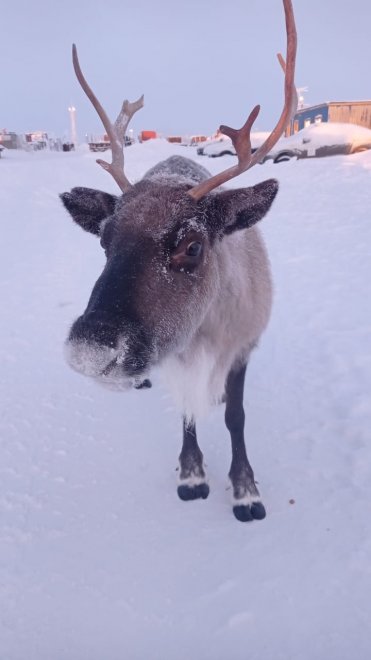 Любопытный олень -  